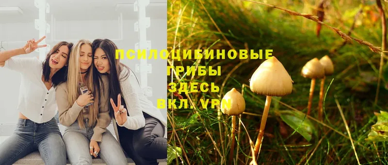 Галлюциногенные грибы MAGIC MUSHROOMS  Горняк 